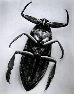 Image of Untitled (Big Bug) from the series "Science"