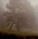 Image of Bent Tree, Fog--Vermont