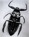 Image of Untitled (Big Bug) from the series "Science"