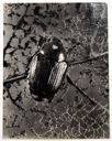 Image of Japanese Beetle from "American High School Biology"