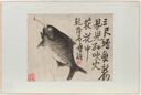 Image of Album leaf of a fish with calligraphy